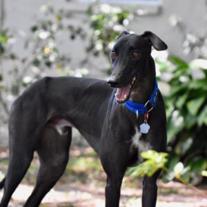 happy black greyhound