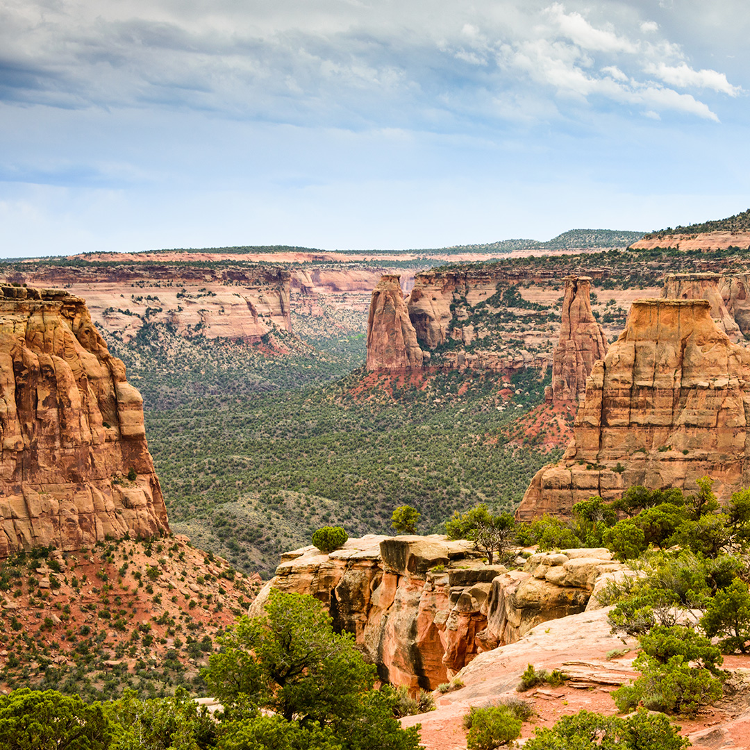 image 1-Palisade
