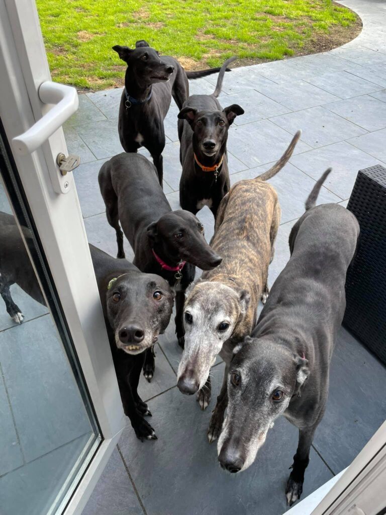 greyhounds at the door