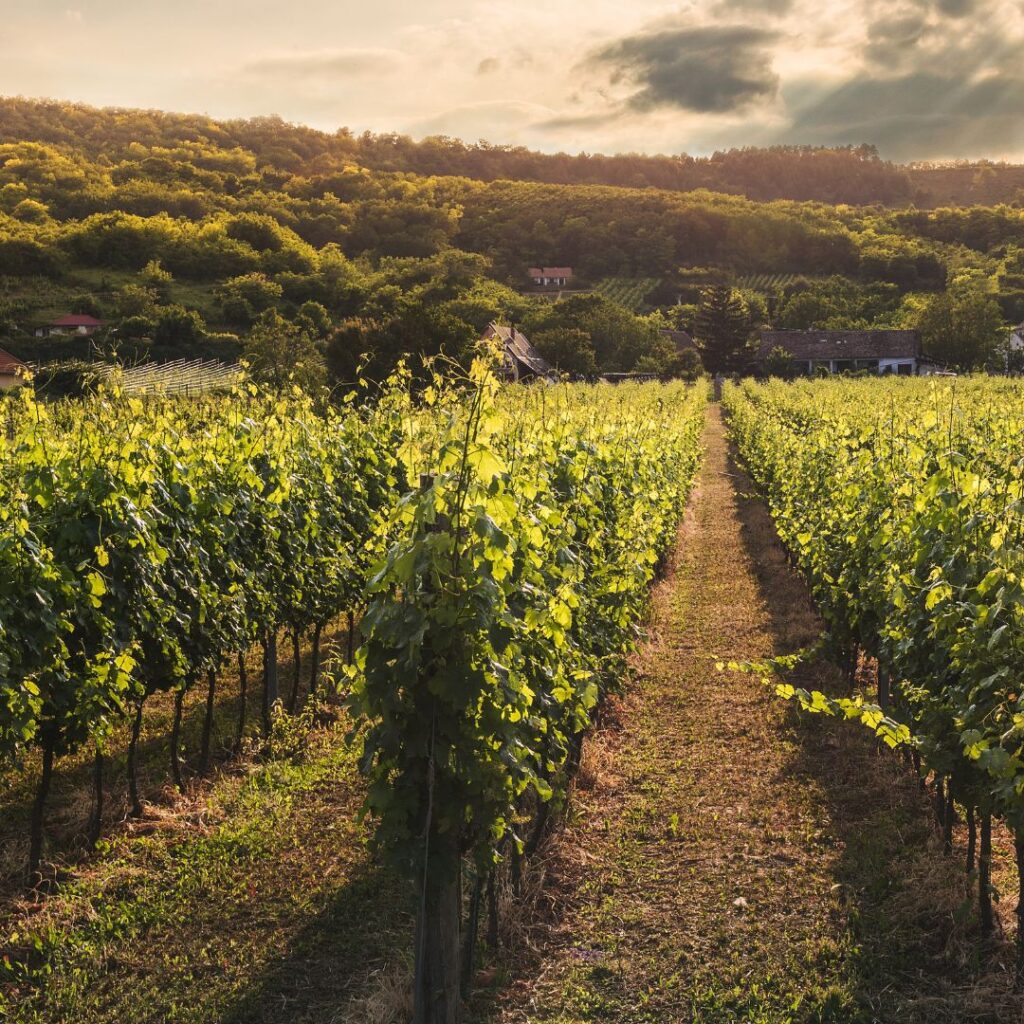 a vineyard